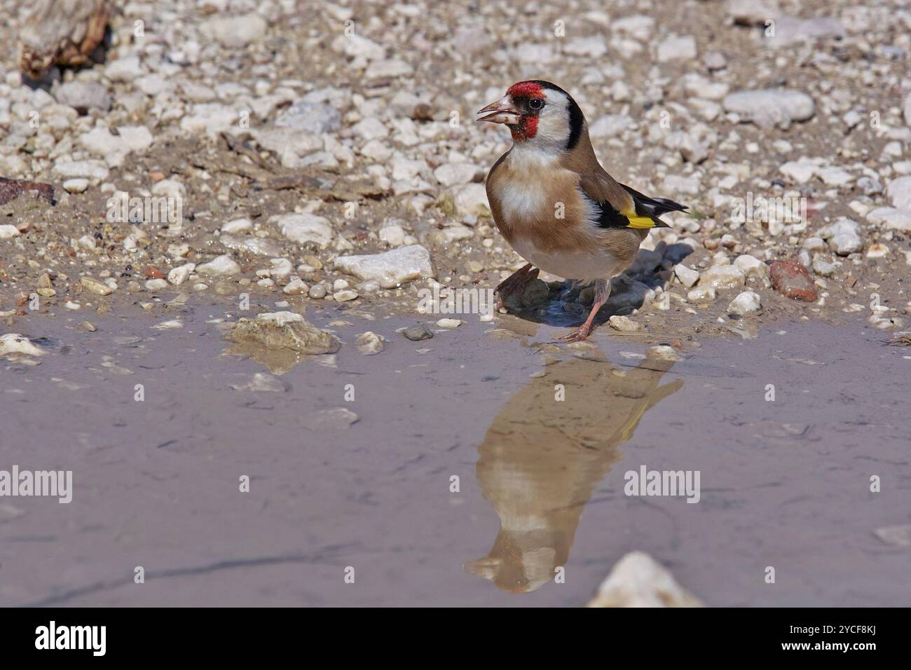 goldfinch arroccato sul terreno al bordo di una pozzanghera, Carduelis carduelis, Fringillidae Foto Stock