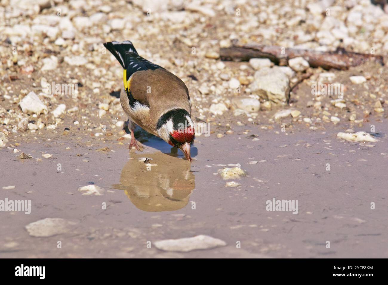 goldfinch beve da una pozzanghera, Carduelis carduelis, Fringillidae Foto Stock
