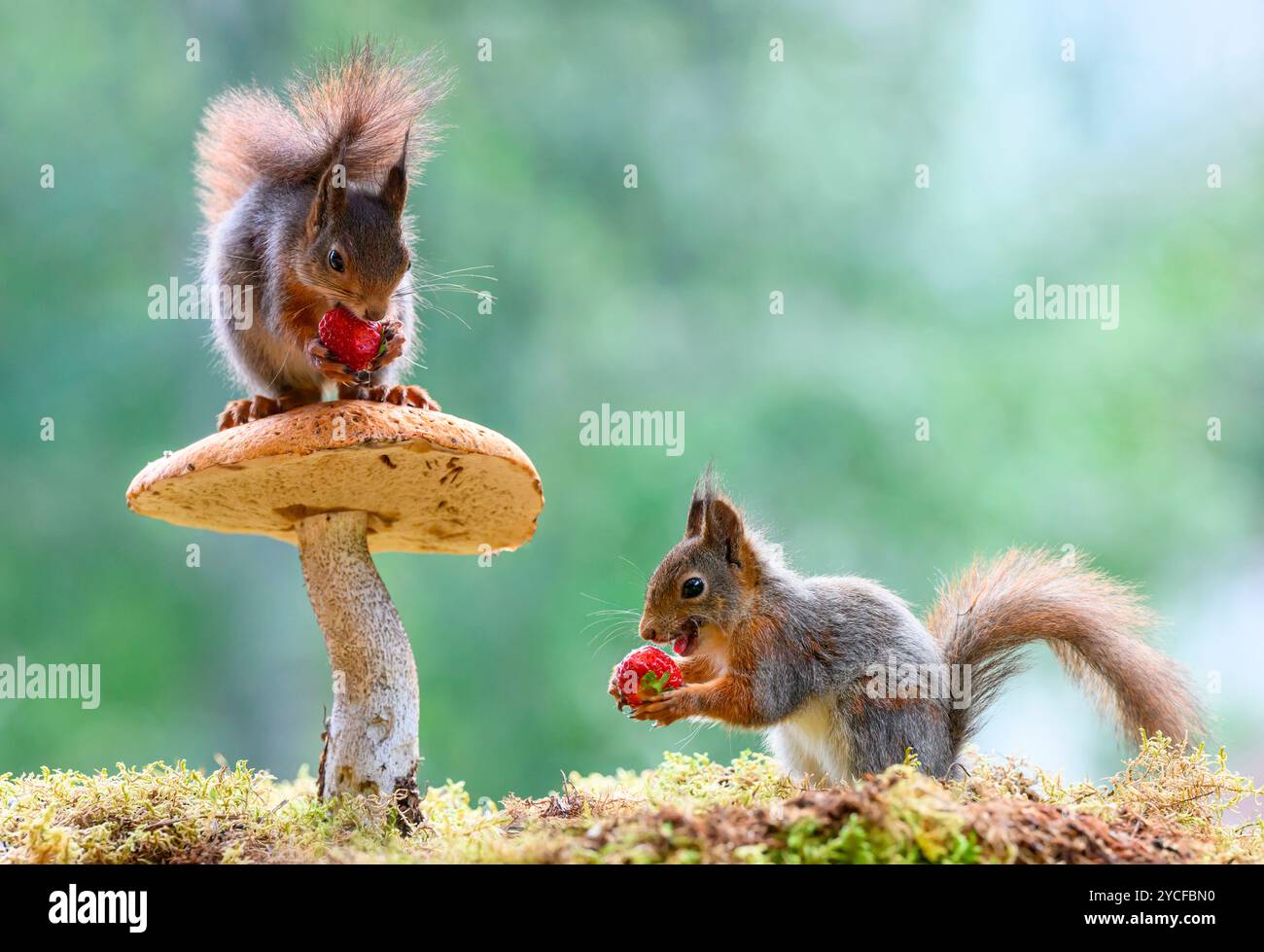 Lo scoiattolo rosso sta mangiando una fragola su un fungo Foto Stock