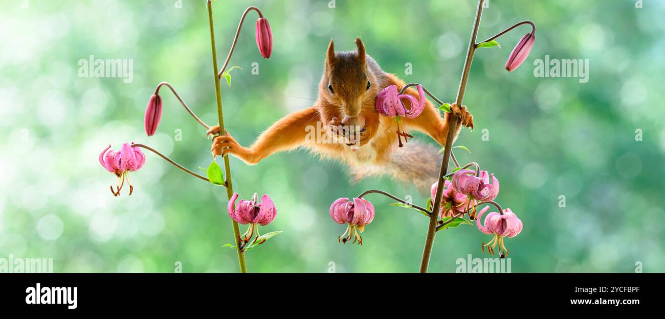 Lo scoiattolo rosso si sta avvicinando tra i fiori di Martagone di Lilium Foto Stock