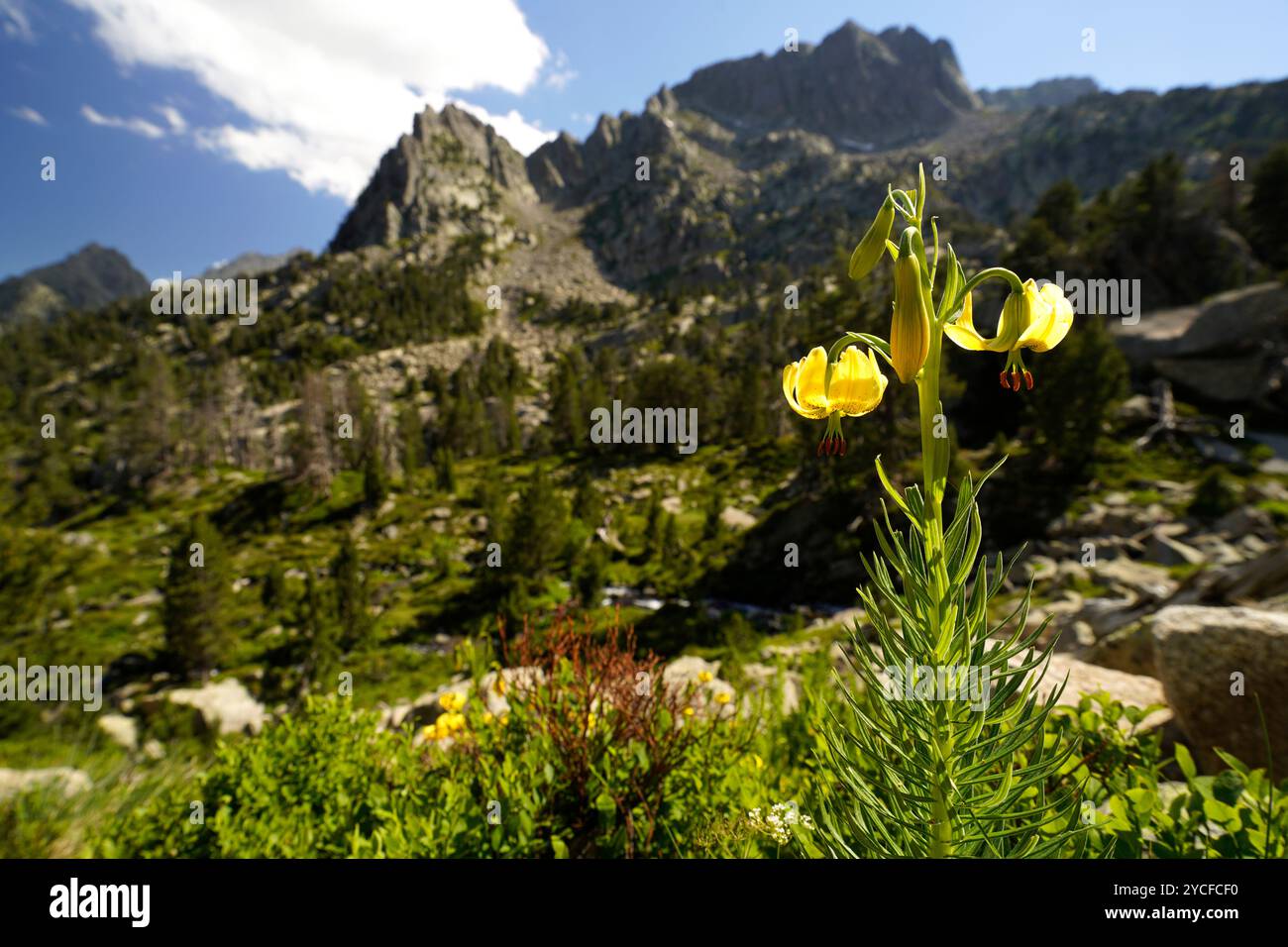 Giglio di cappello del turco giallo (Lilium martagon) o giglio di cappello del turco nel Parco nazionale Aigüestortes i Estany de Sant Maurici, Catalogna, Spagna, Europa Foto Stock