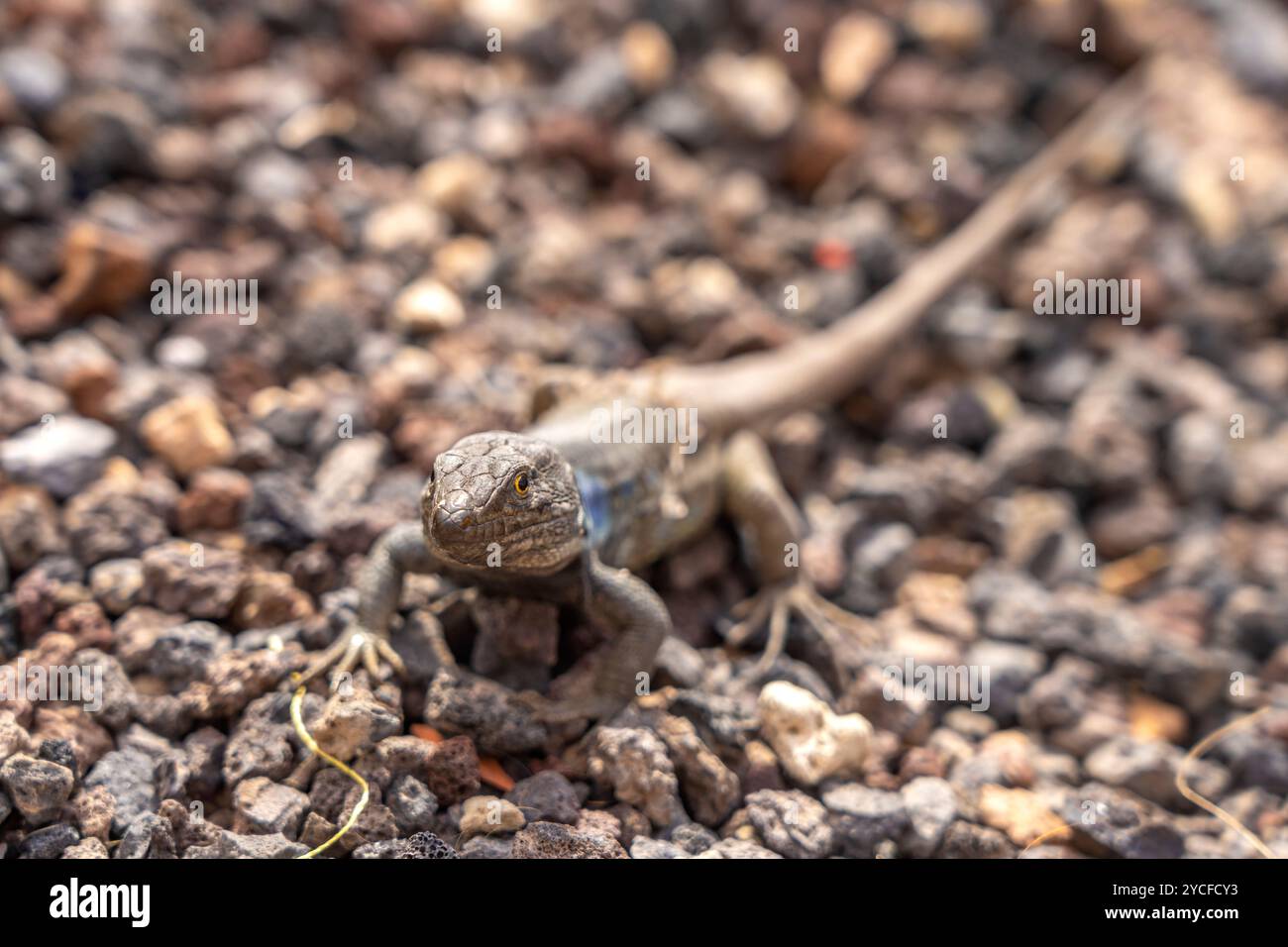 Lucertola maschile delle Isole Canarie (Gallotia galloti), Tenerife, Isole Canarie, Spagna Foto Stock