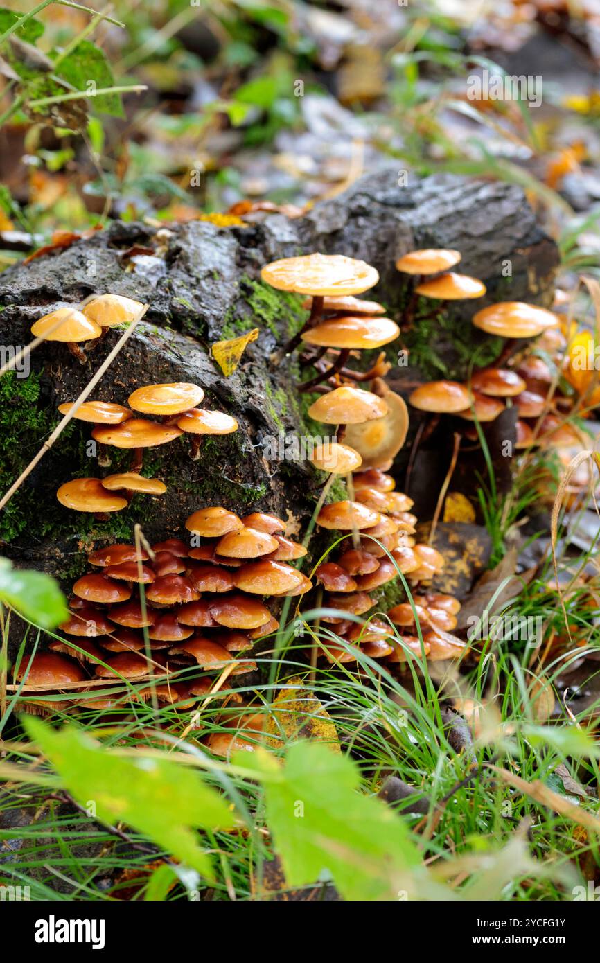 Ammassi di ciuffi di ciuffo di funghi gialli arancioni Hypholoma fasciculare, autunno Regno Unito che crescono su tronchi di tronchi di alberi morti sul pavimento del bosco Foto Stock
