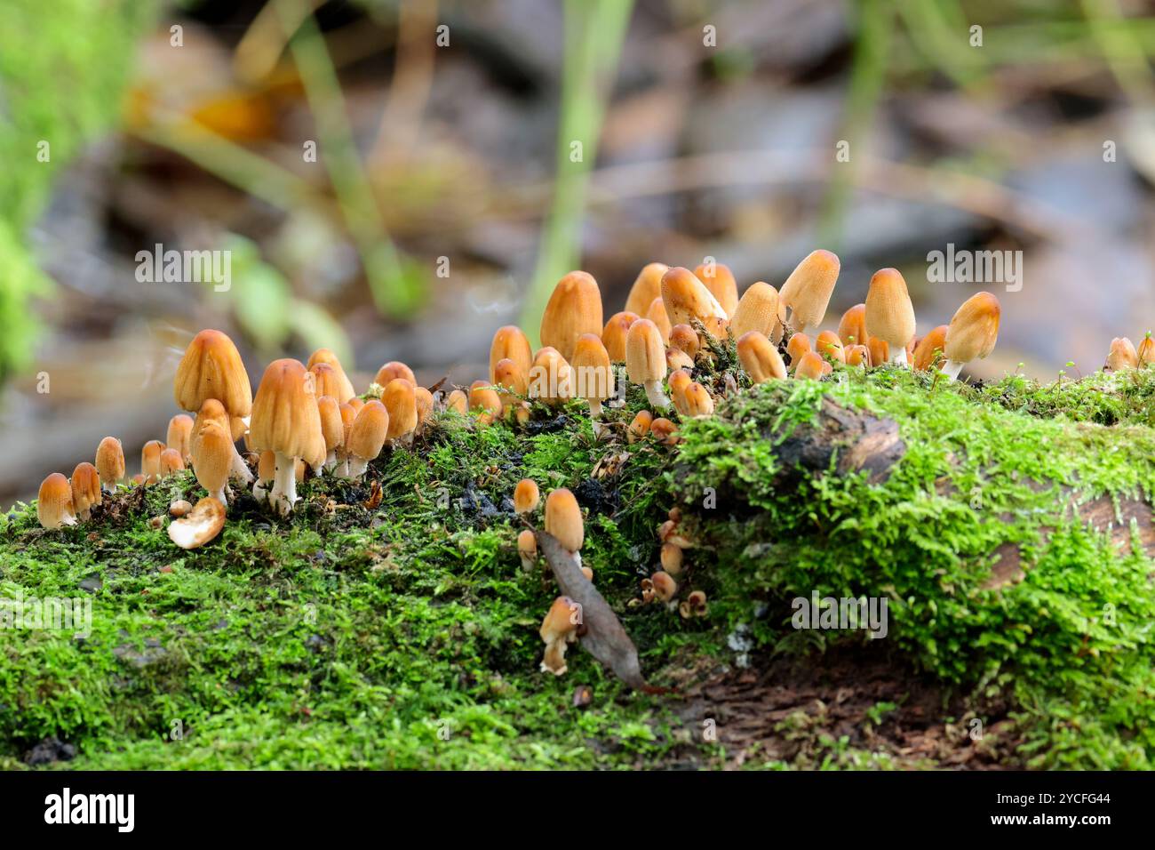 Ciuffi di zolfo di funghi gialli arancioni Hypholoma fasciculare, autunno Regno Unito crescendo su tronchi morti tappi chiusi su spazio muschio per la copia lungo la parte superiore Foto Stock