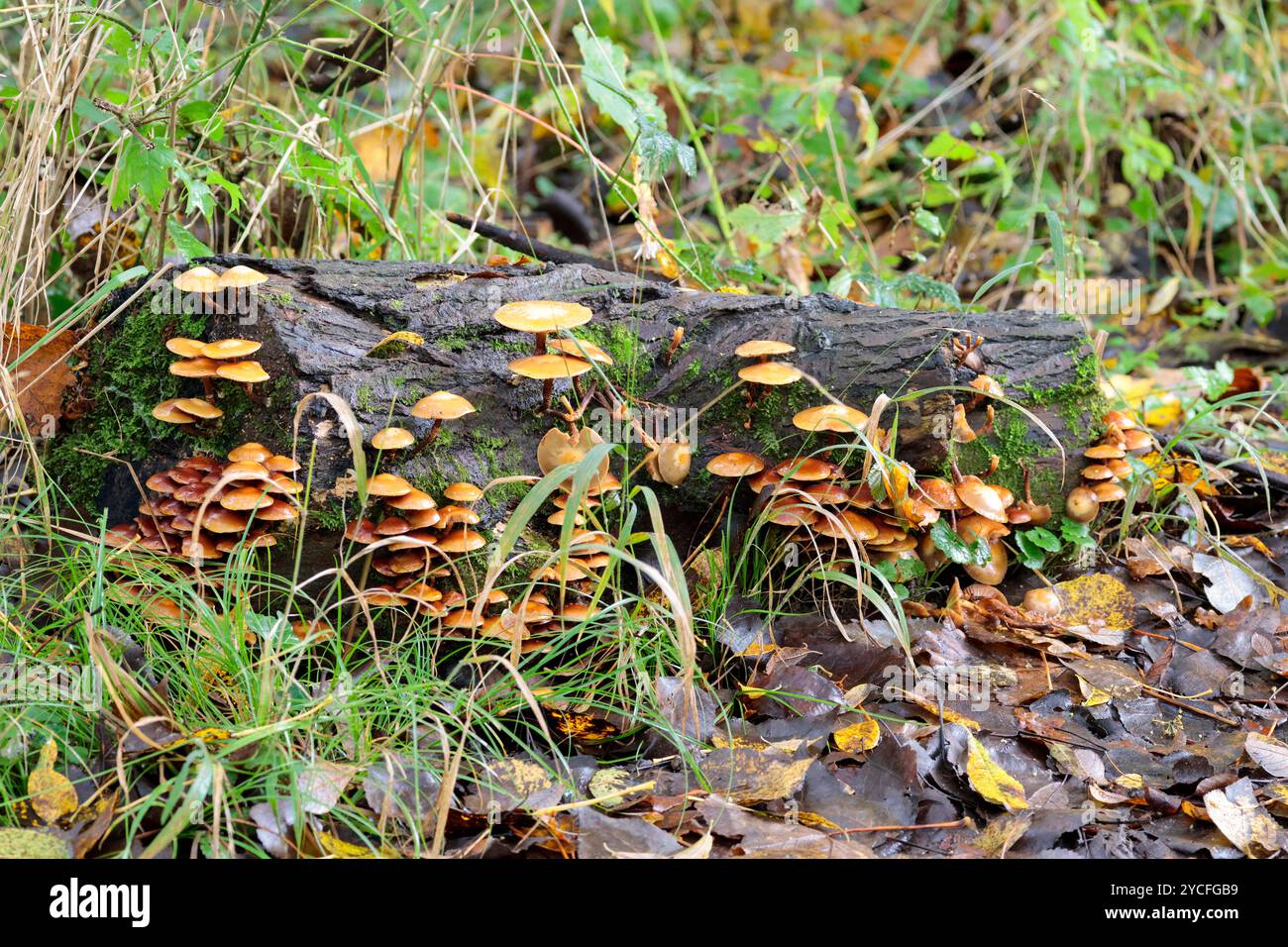 Ammassi di ciuffi di ciuffo di funghi gialli arancioni Hypholoma fasciculare, autunno Regno Unito che crescono su tronchi di tronchi di alberi morti sul pavimento del bosco Foto Stock
