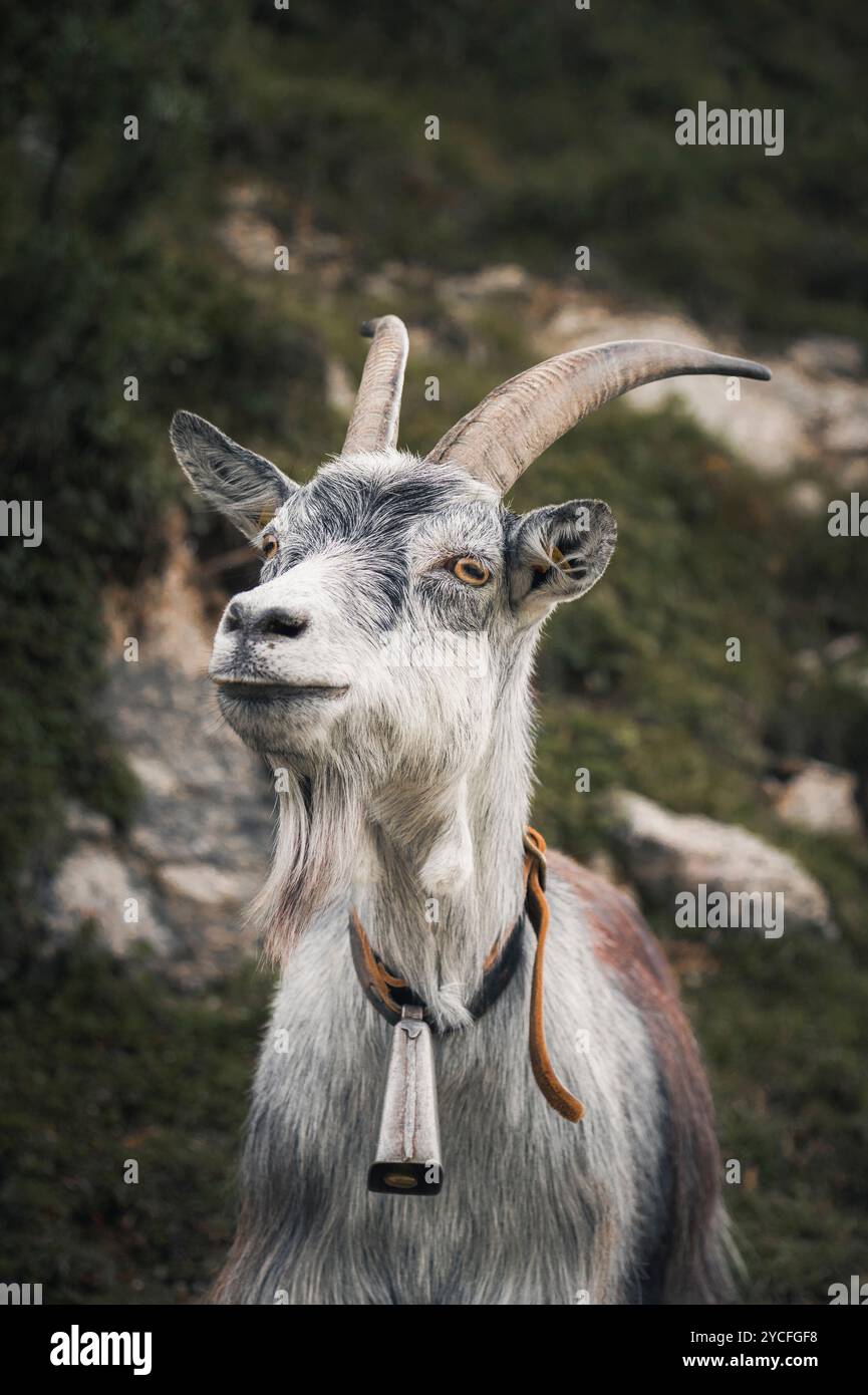 Ritratto di una capra billy in montagna con una campana intorno al collo Foto Stock