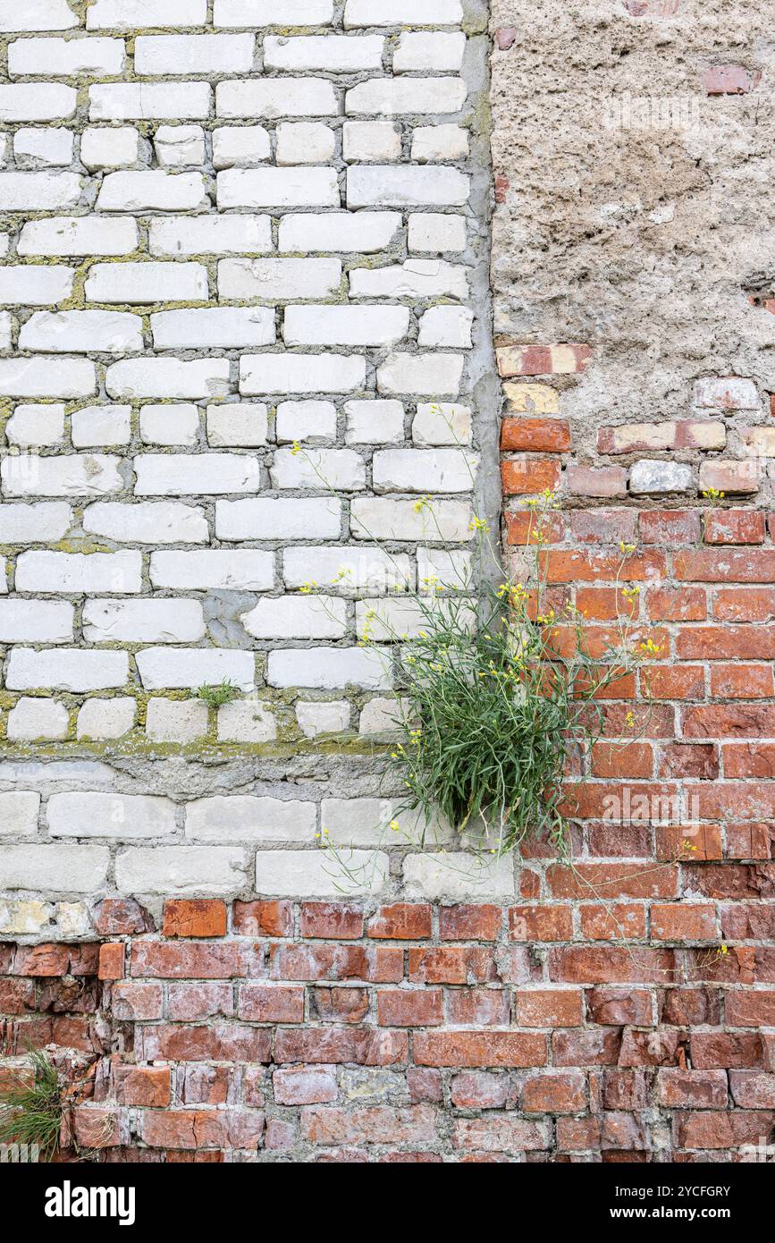 Vecchia muratura, ricoperta di piante Foto Stock