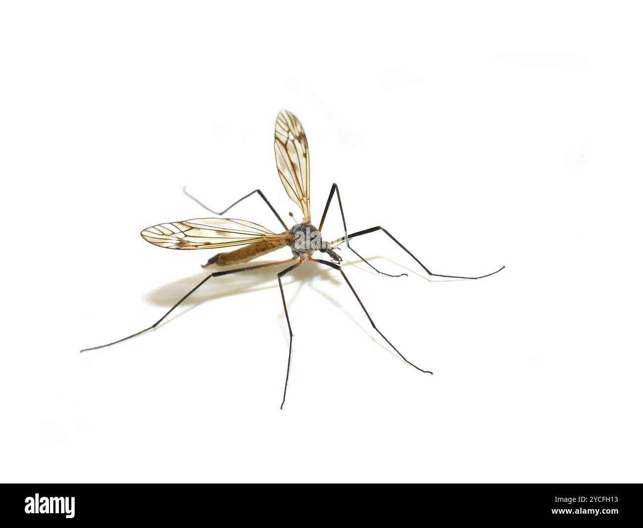 La Tipula pseudovariipennis con un occhio di riguardo su sfondo bianco Foto Stock