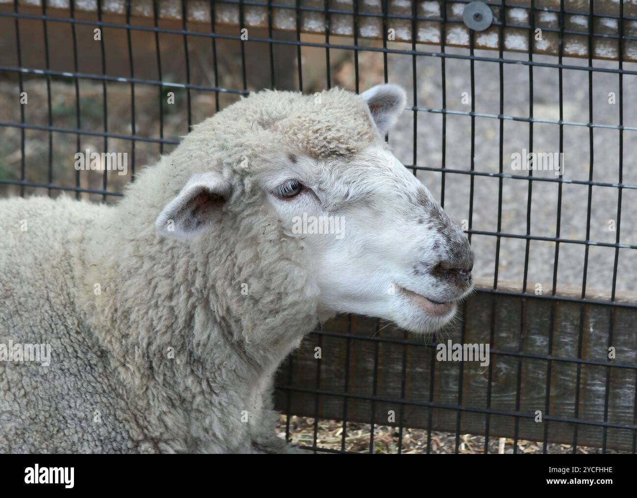 Foto della testa di una pecora bianca con sfondo recinzione a Coal Valley, Illinois, USA Foto Stock