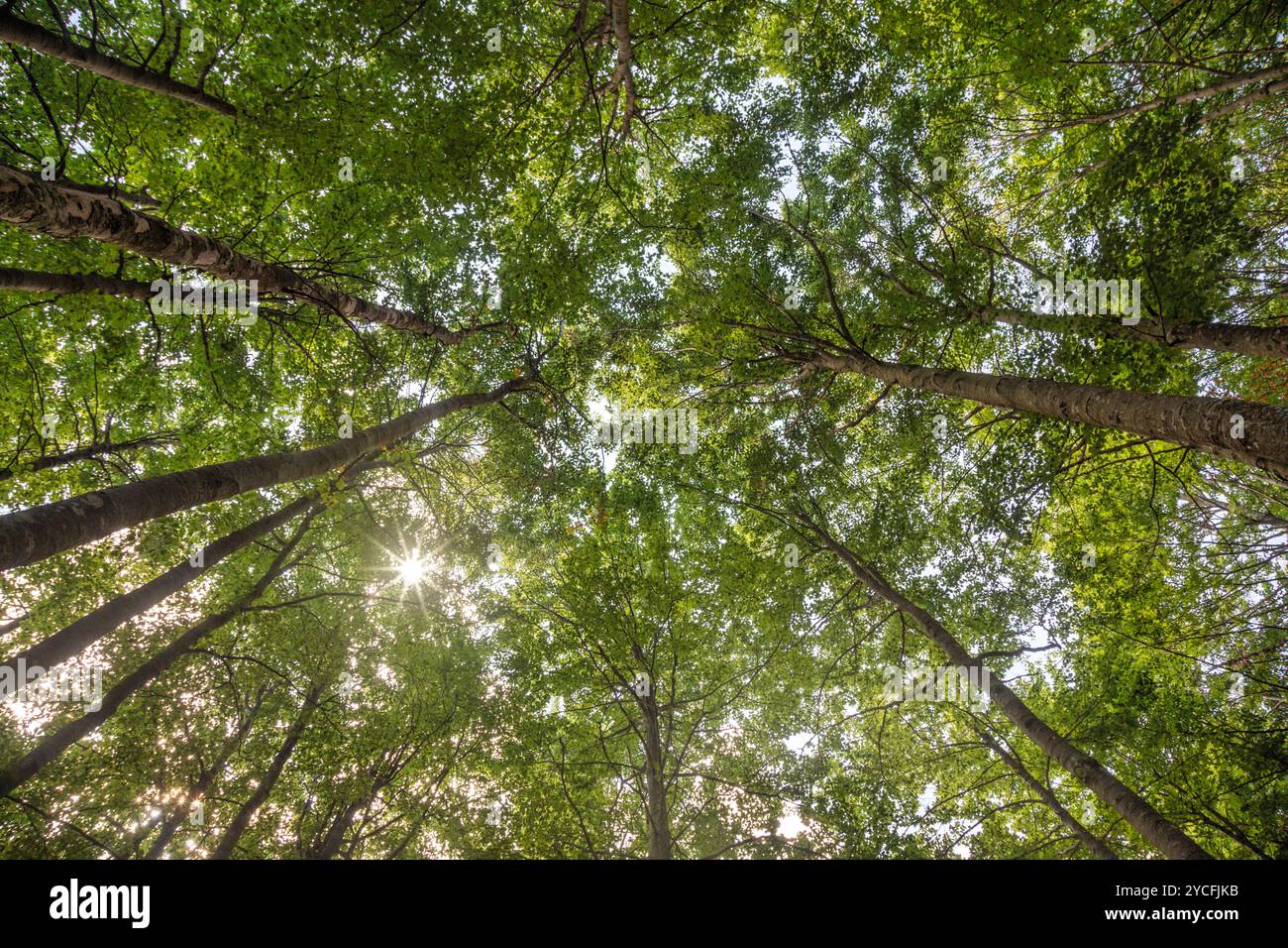 Italia, Friuli Venezia Giulia, provincia di Pordenone, comune di Frisanco. Alberi d'estate, vista dal basso Foto Stock