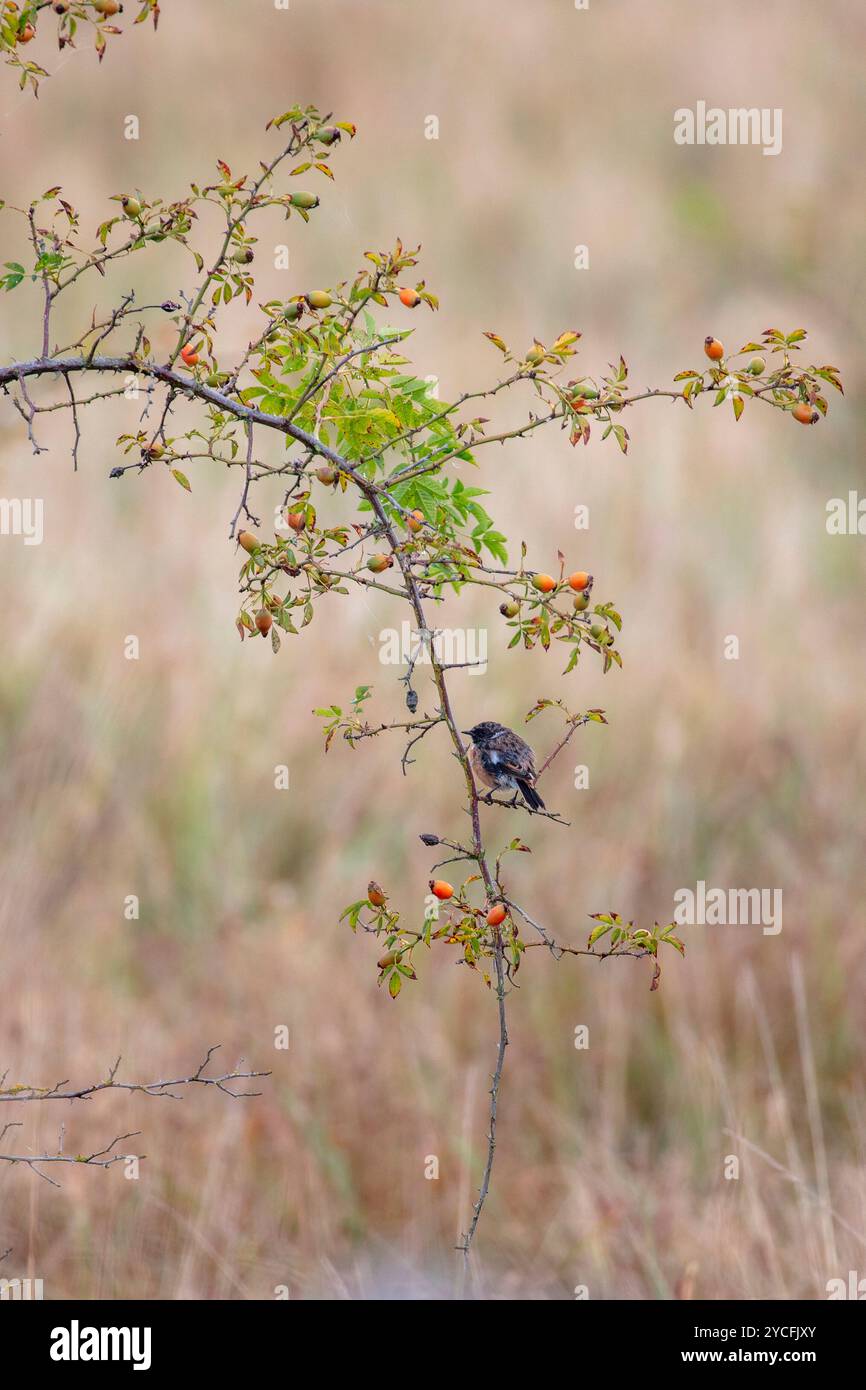 Stonechat (Saxicola rubicola) seduta in una rosa di briar (Rosa canina) in un prato Foto Stock