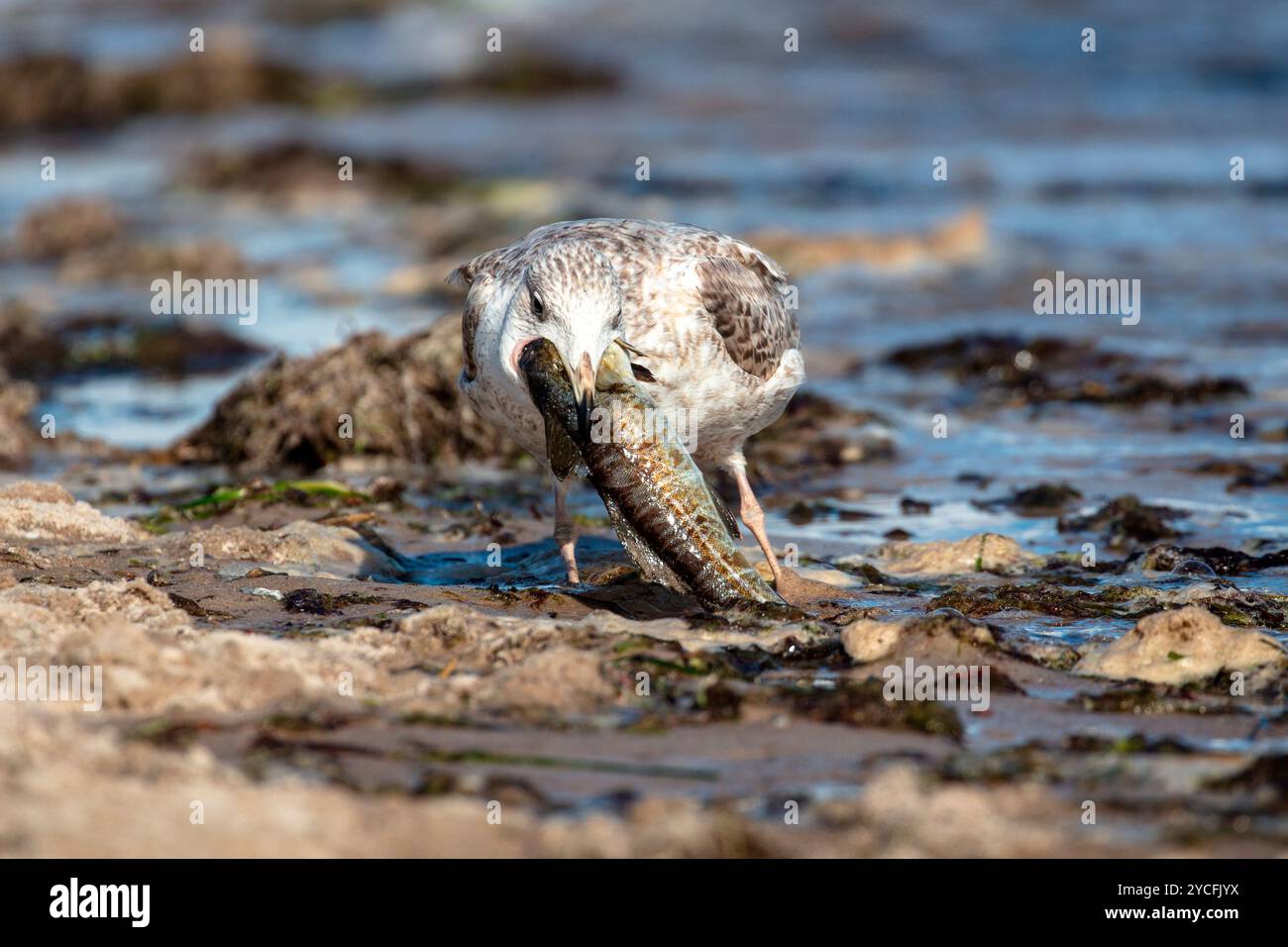 Il giovane gabbiano di aringa (Larus argentatus) cerca di ingoiare un merluzzo morto Foto Stock