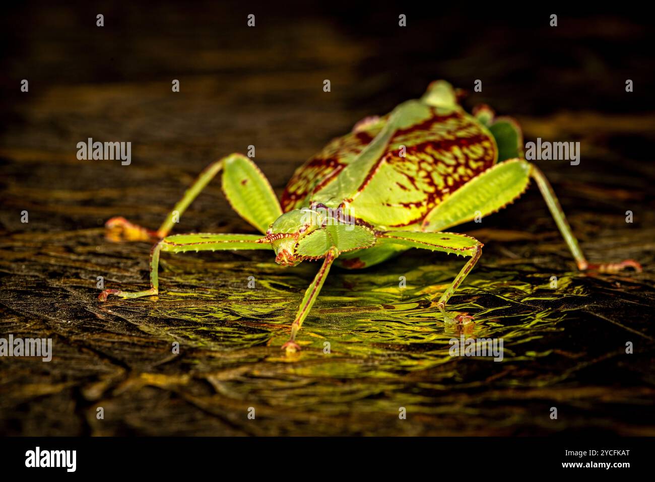 Un insetto verde che cammina Foto Stock