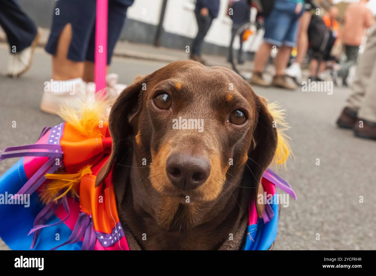 Inghilterra, Kent, Deal, Deal Pride Festival, Portrait of Small Dog Foto Stock