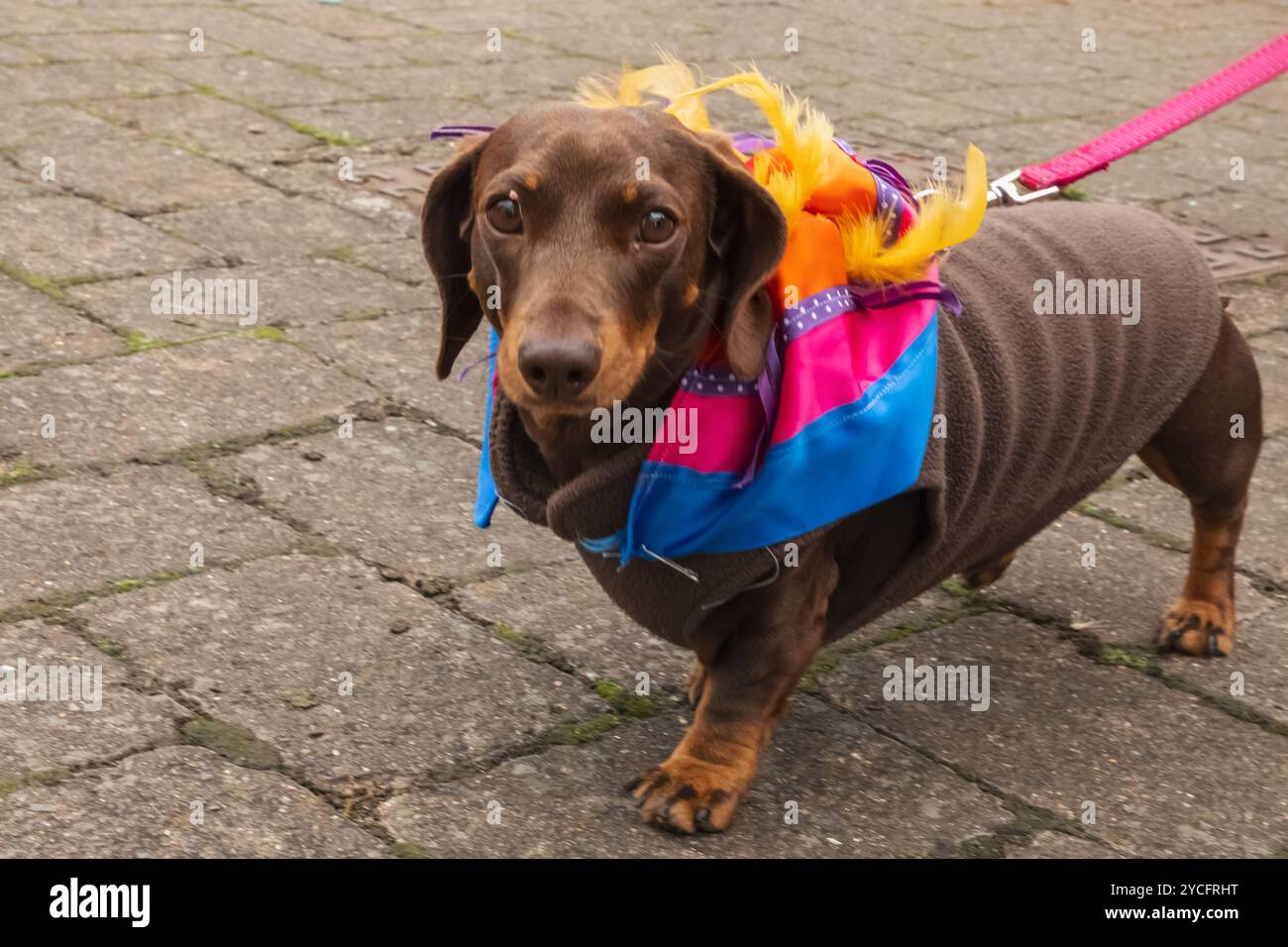 Inghilterra, Kent, Deal, Deal Pride Festival, Portrait of Small Dog Foto Stock