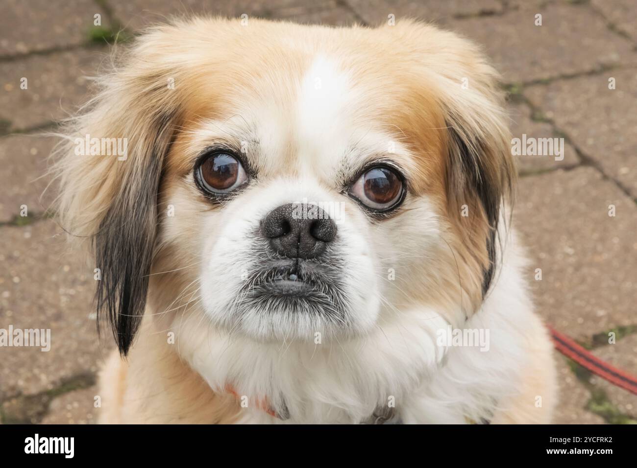 Inghilterra, Kent, Deal, Deal Pride Festival, Portrait of Small Dog Foto Stock