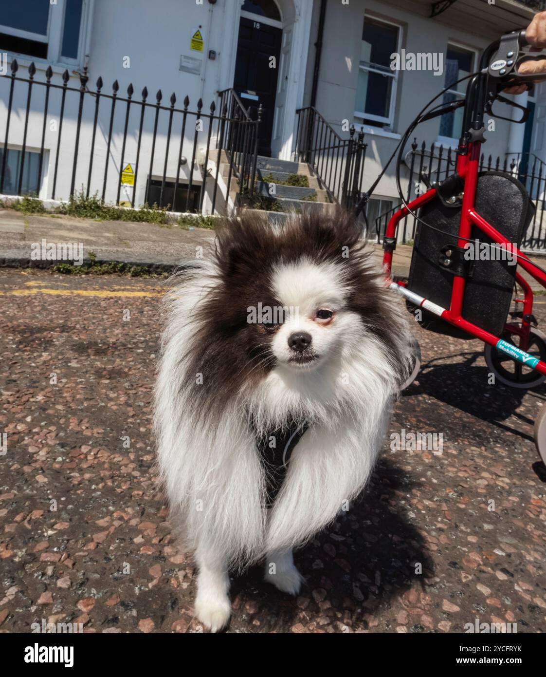 Inghilterra, Kent, Thanet, Ramsgate, piccolo e carino cane Chihuahua Foto Stock