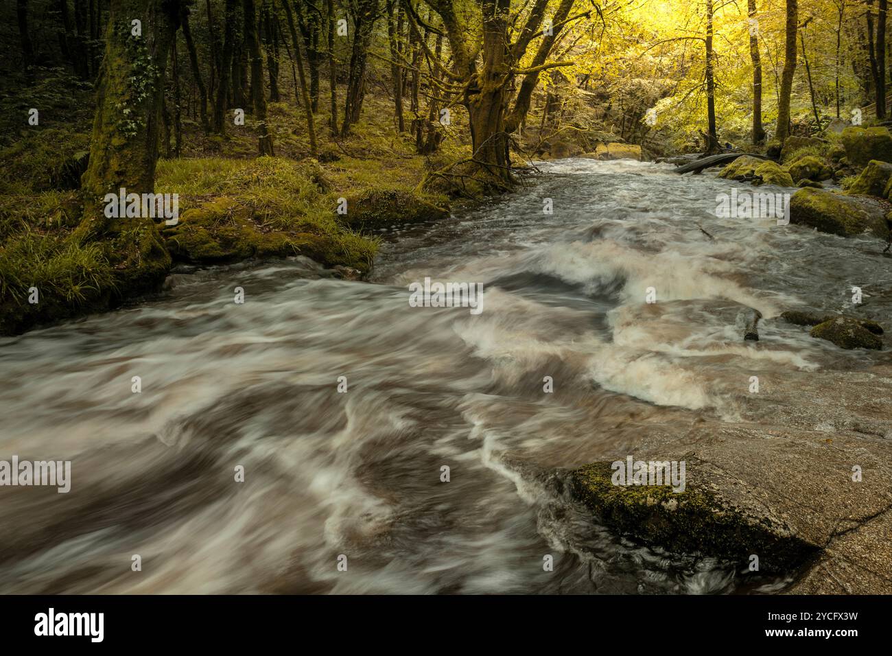 Cascate di Golitha. Il fiume Fowey scorre attraverso l'antico bosco di Draynes Wood sulla Bodmin Moor in Cornovaglia nel Regno Unito. Foto Stock