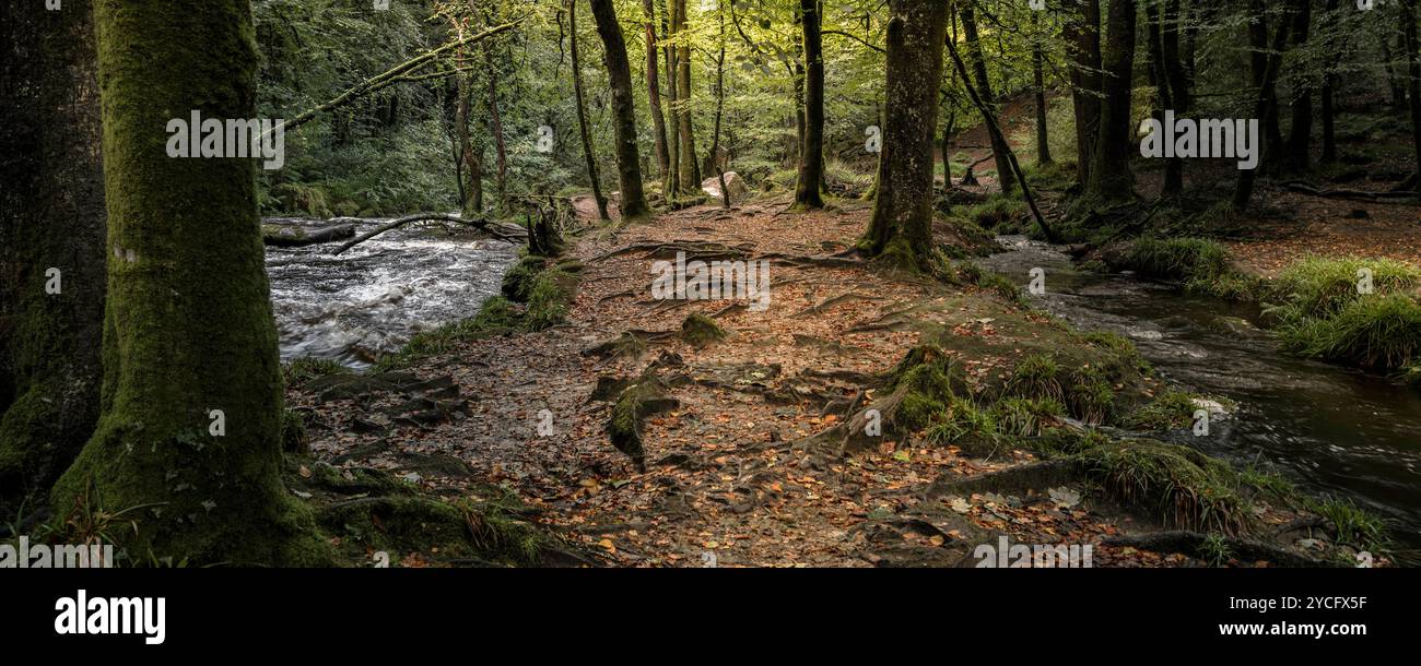 Un'immagine panoramica dell'antico bosco di Draynes Wood sulla Bodmin Moor in Cornovaglia nel Regno Unito. Foto Stock