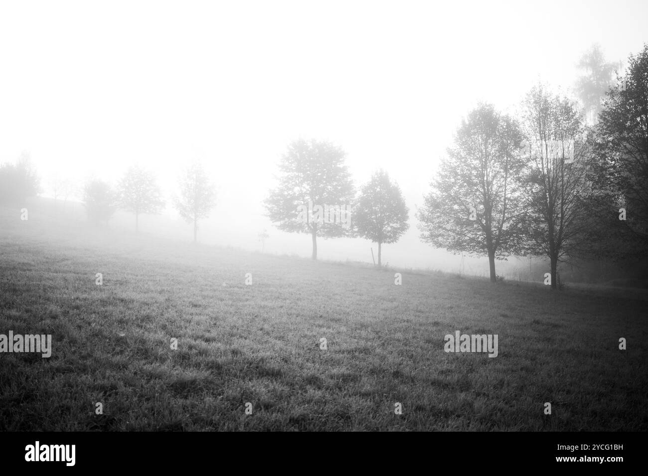 Paesaggio bianco e nero una foresta e un prato con nebbia dopo la pioggia nella repubblica Ceca, forse la scena del crimine Foto Stock