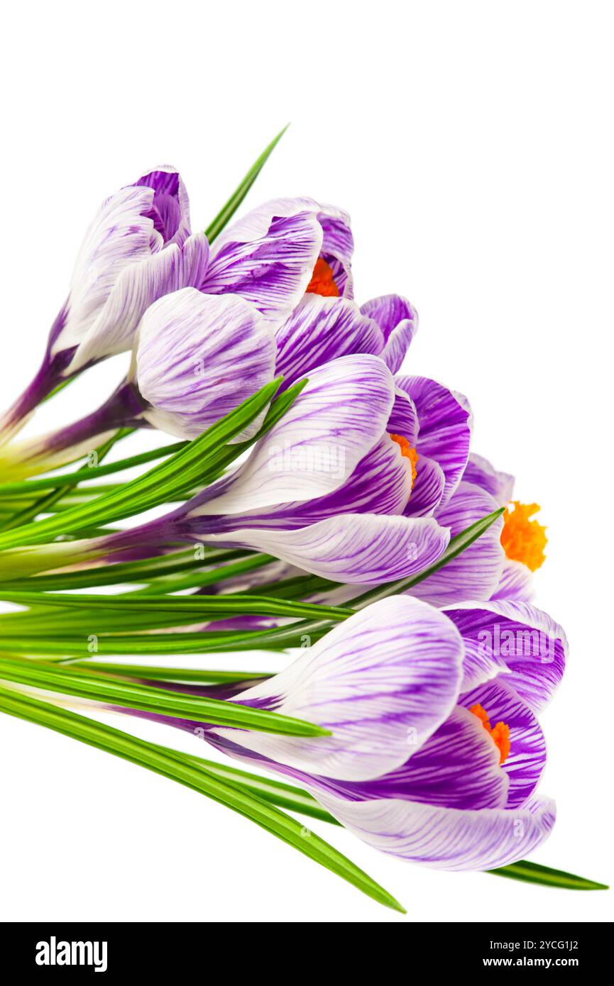 Croco della sorgente Foto Stock