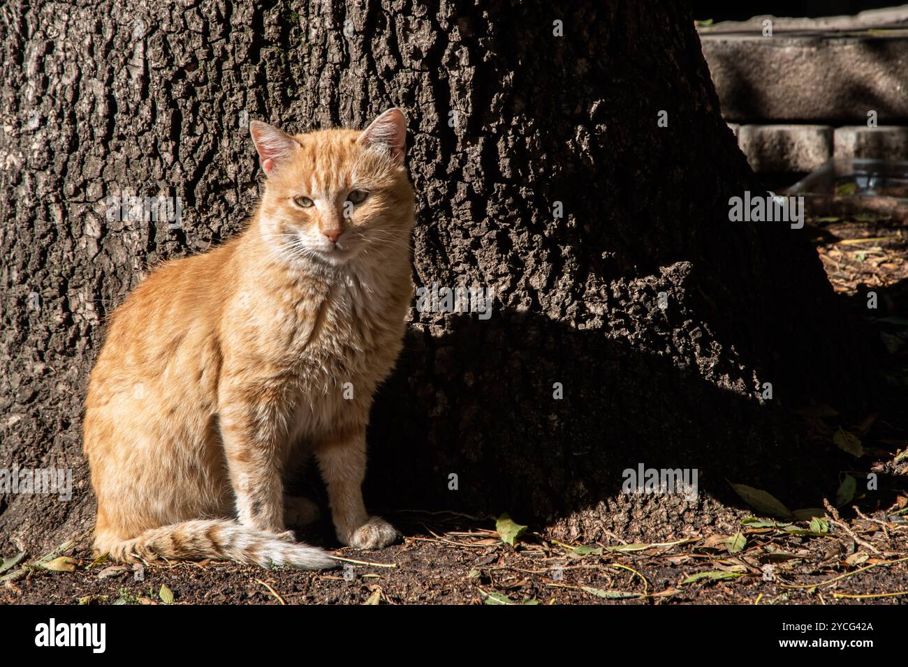 Gatto tenero seduto a terra nel giardino sotto un albero Foto Stock