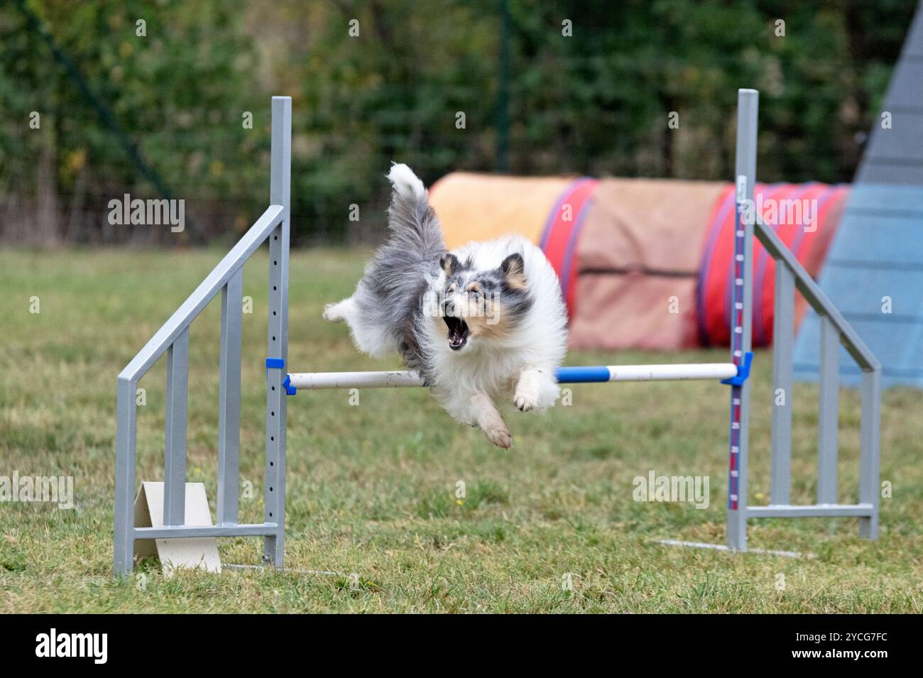 competizione di agilità con il cane in autunno Foto Stock