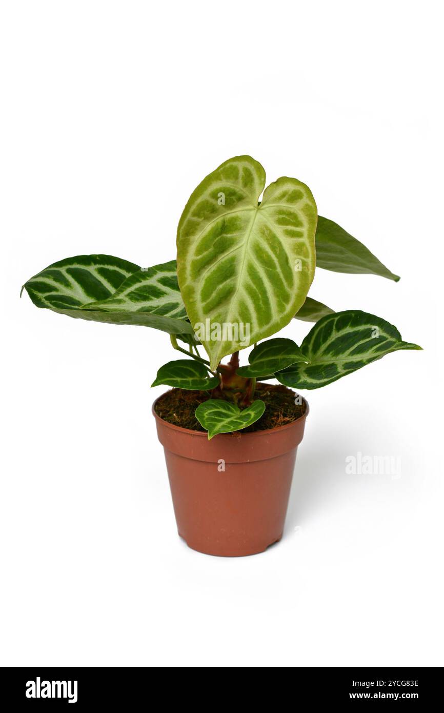 Pianta esotica Anthurium Crystallinum con splendidi pizzi sulle foglie in vaso di fiori su sfondo bianco Foto Stock