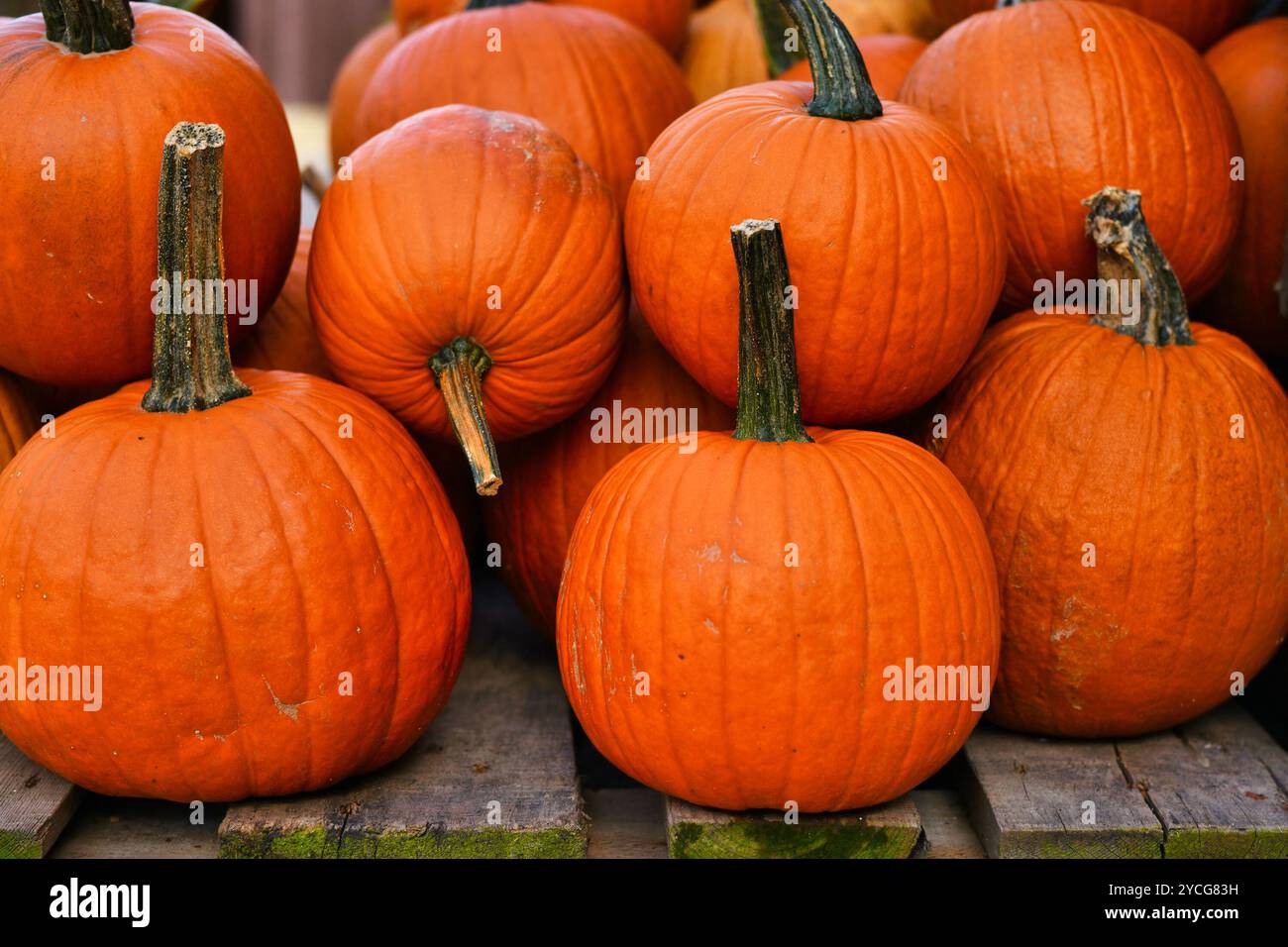 Grandi zucche di Halloween arancioni utilizzate per intagliare su tavolozza di legno Foto Stock