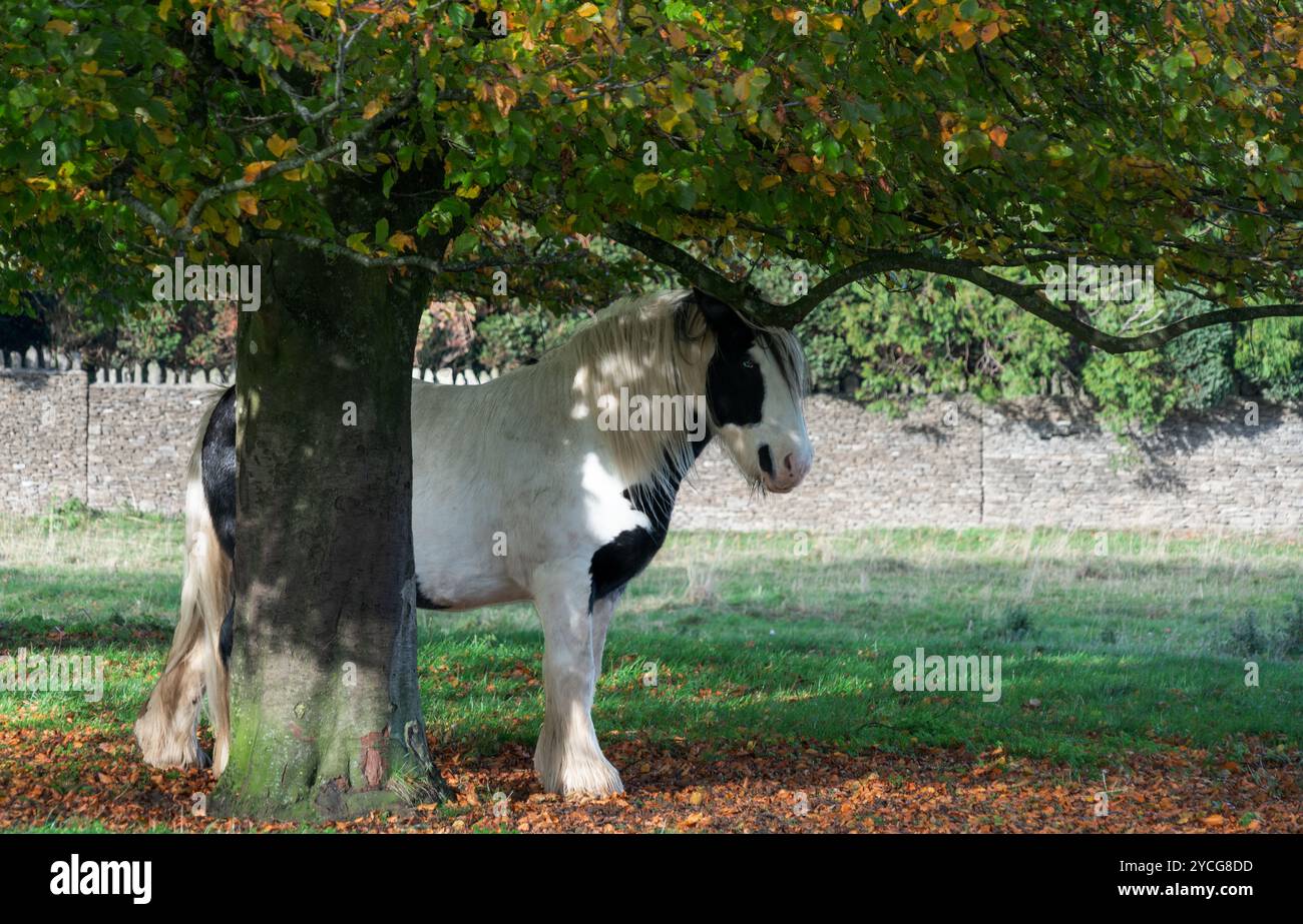 Cavallo che riposa all'ombra, Gloucestershire, Regno Unito Foto Stock