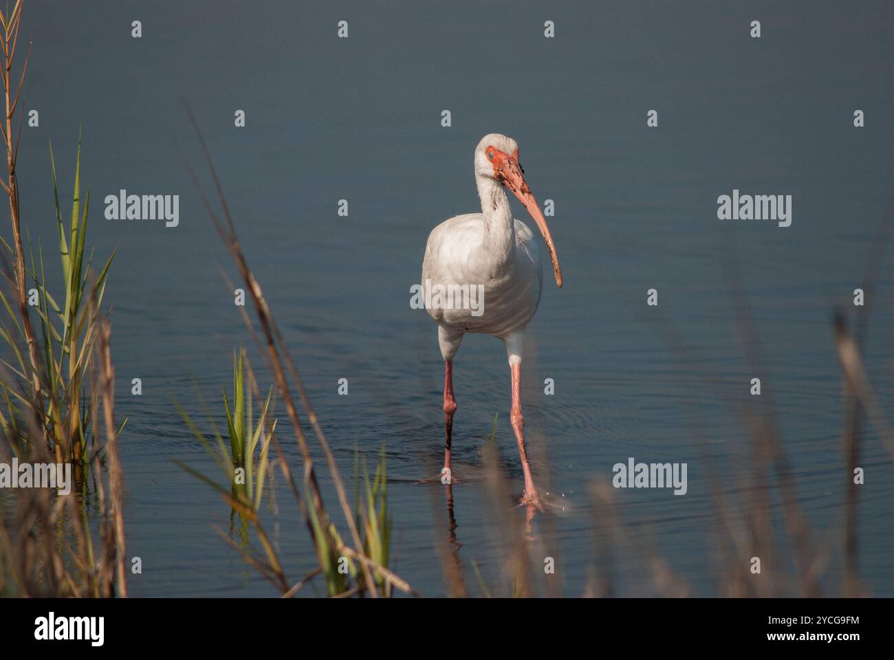 Gli Ibises bianchi si riuniscono in gruppi in zone umide poco profonde ed estuari nel sud-est degli Stati Uniti, il 2 marzo 2007. Ad ogni passo, le loro gambe rosse brillanti si muovono attraverso l'acqua e la loro beccuccia rossa curva sonda la superficie fangosa sottostante. Da adulti, questi uccelli da guado sono tutti bianchi, tranne le loro punte nere delle ali, ma i giovani uccelli sono marroni sopra e bianchi sotto. Gli Ibises bianchi nidificano in colonie di alberi e arbusti lungo il bordo dell'acqua, cambiando località quasi ogni anno. (Foto di George Wilson/NurPhoto)0 Foto Stock