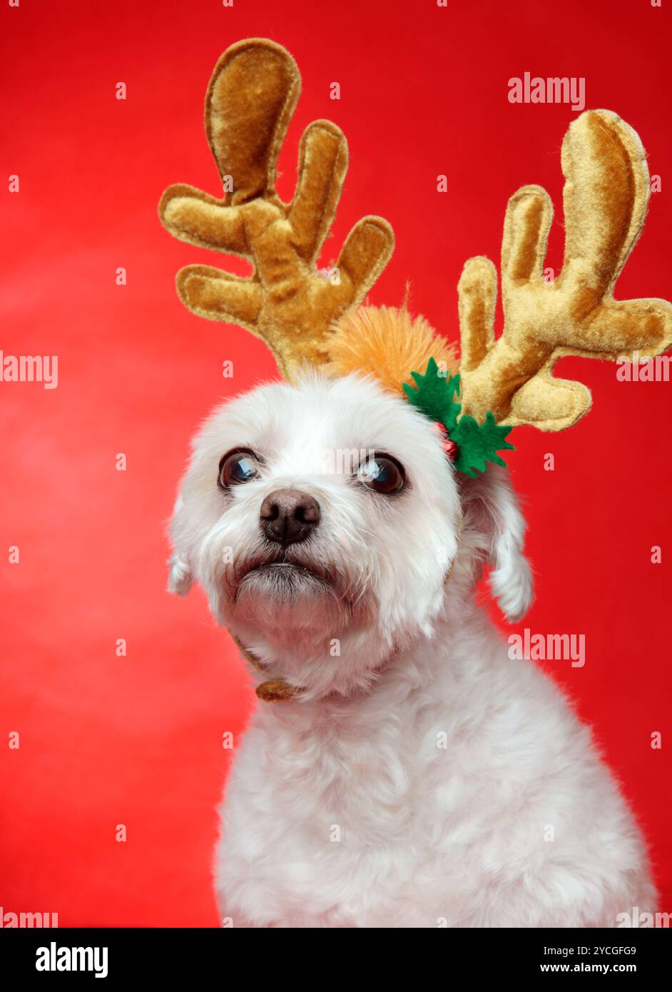 Carino il cane di Natale con le renne palchi Foto Stock