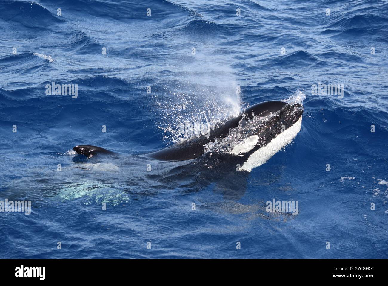 Balena assassina (Orcinus orca) nello stretto di Gibilterra Foto Stock