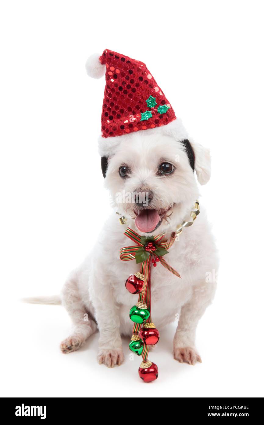 Pooch natalizio che indossa un cappello di babbo natale e campane rosse e verdi attaccate al nastro festivo intorno al collo. Sfondo bianco. Foto Stock