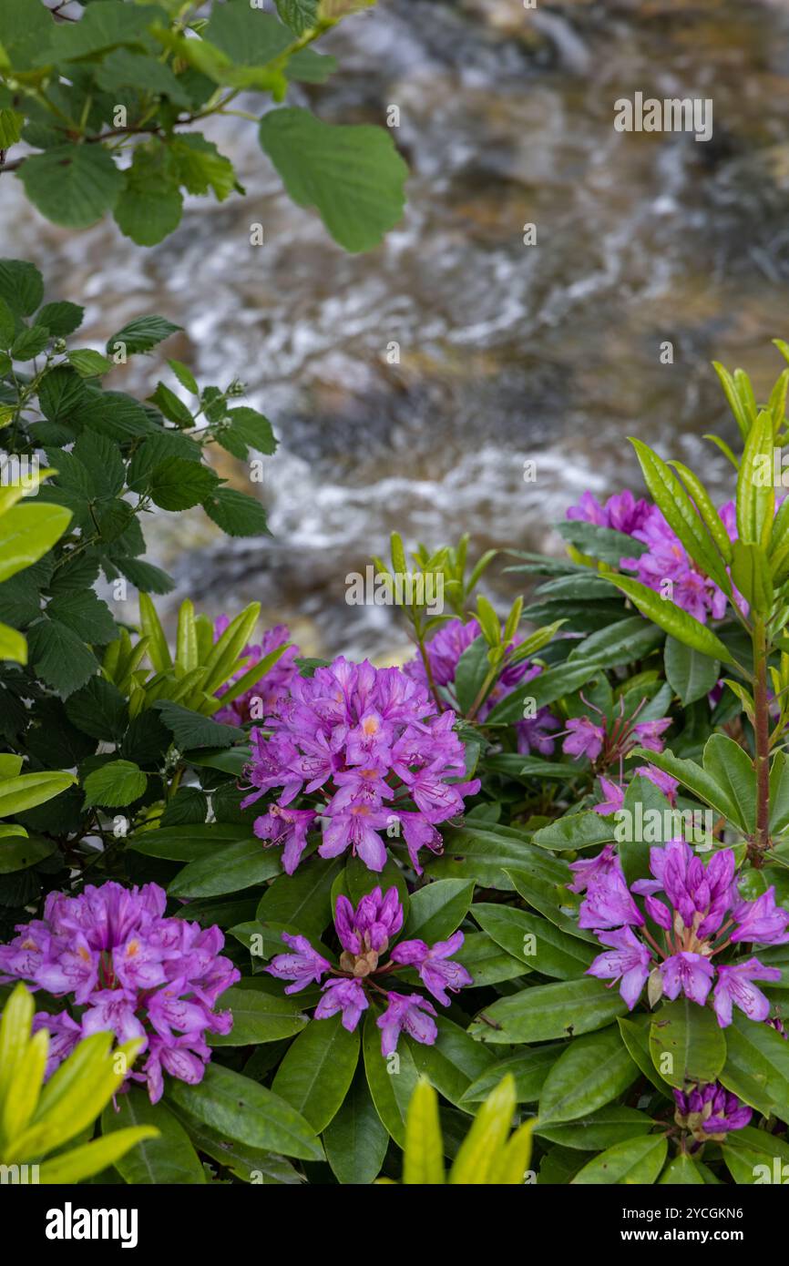 Rododendri selvatici con petali rosa tenui in un giardino naturale, che creano un tranquillo e vibrante spettacolo floreale all'aperto. Foto Stock