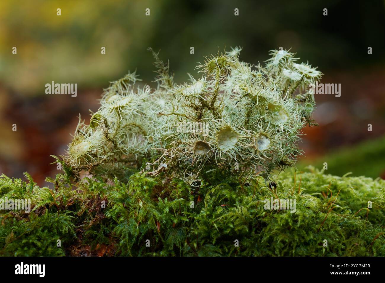 Bushy Clump di Usnea, florida, la fiorita Lichen o la barba delle streghe che cresce nella New Forest nel Regno Unito Foto Stock