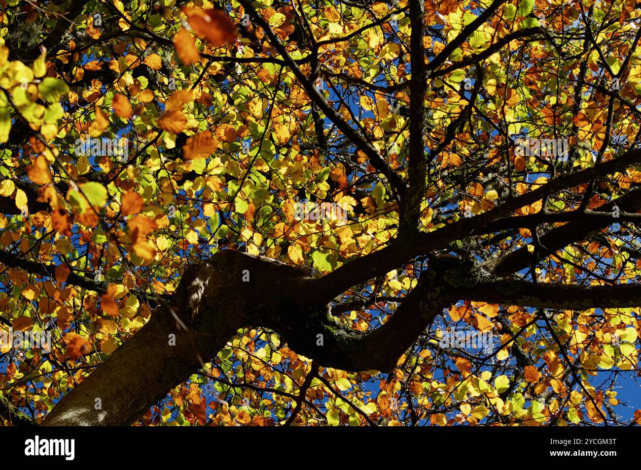 Guardando in alto il baldacchino di Un faggio in autunno con foglie gialle, dorate, New Forest UK Foto Stock