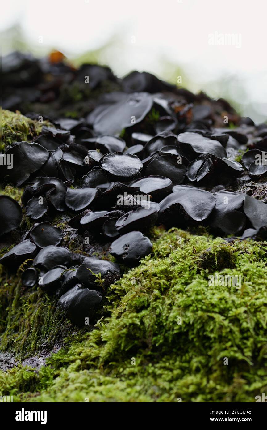 Black Bulgar funghi, Bulgaria inquinanti, in crescita nella New Forest UK Foto Stock