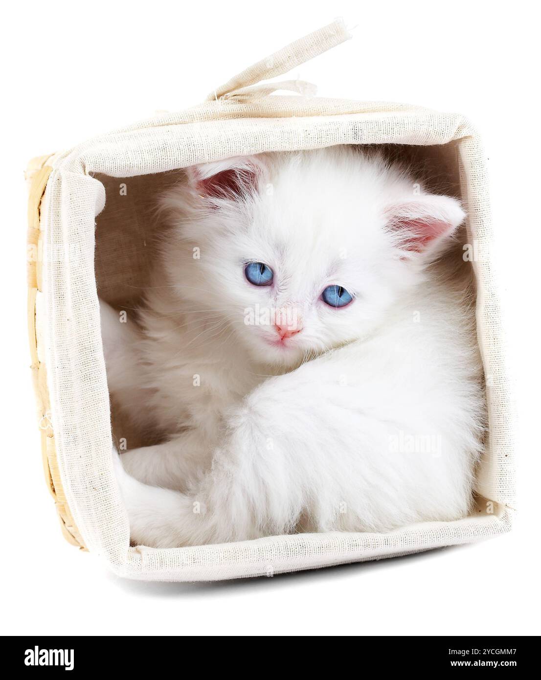 Gattino bianco in un cestino. Foto Stock