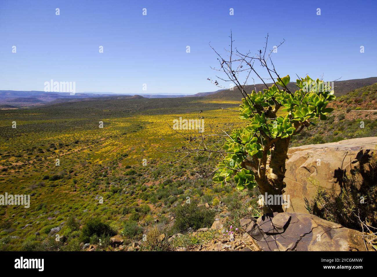 Botterbome (Tylecodon paniculatus) al passo di Botterkloof tra Clanwillam an Calvinia, Capo Occidentale, Sudafrica Foto Stock