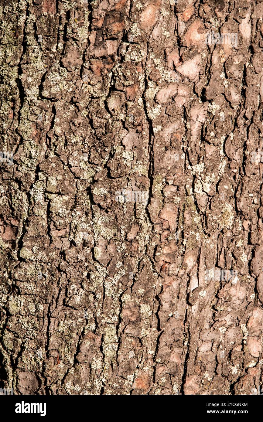 Dettaglio della corteccia d'albero come sfondo naturale e texture Foto Stock