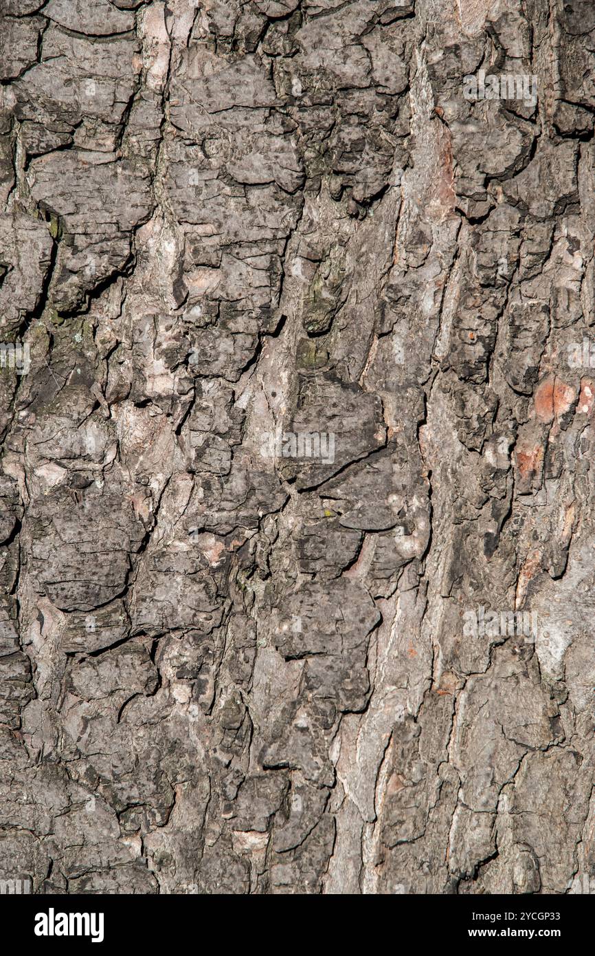Dettaglio della corteccia d'albero come sfondo naturale e texture Foto Stock
