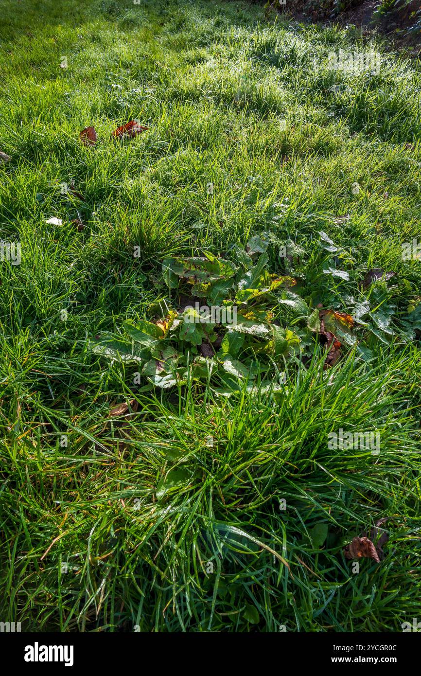 Erba coperta di rugiada alla luce del sole del mattino presto. Foto Stock