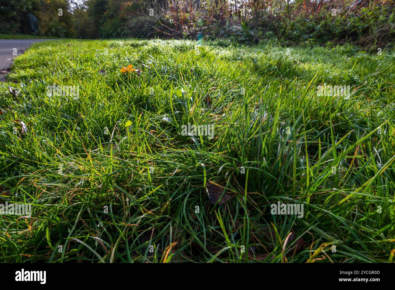 Erba coperta di rugiada alla luce del sole del mattino presto. Foto Stock