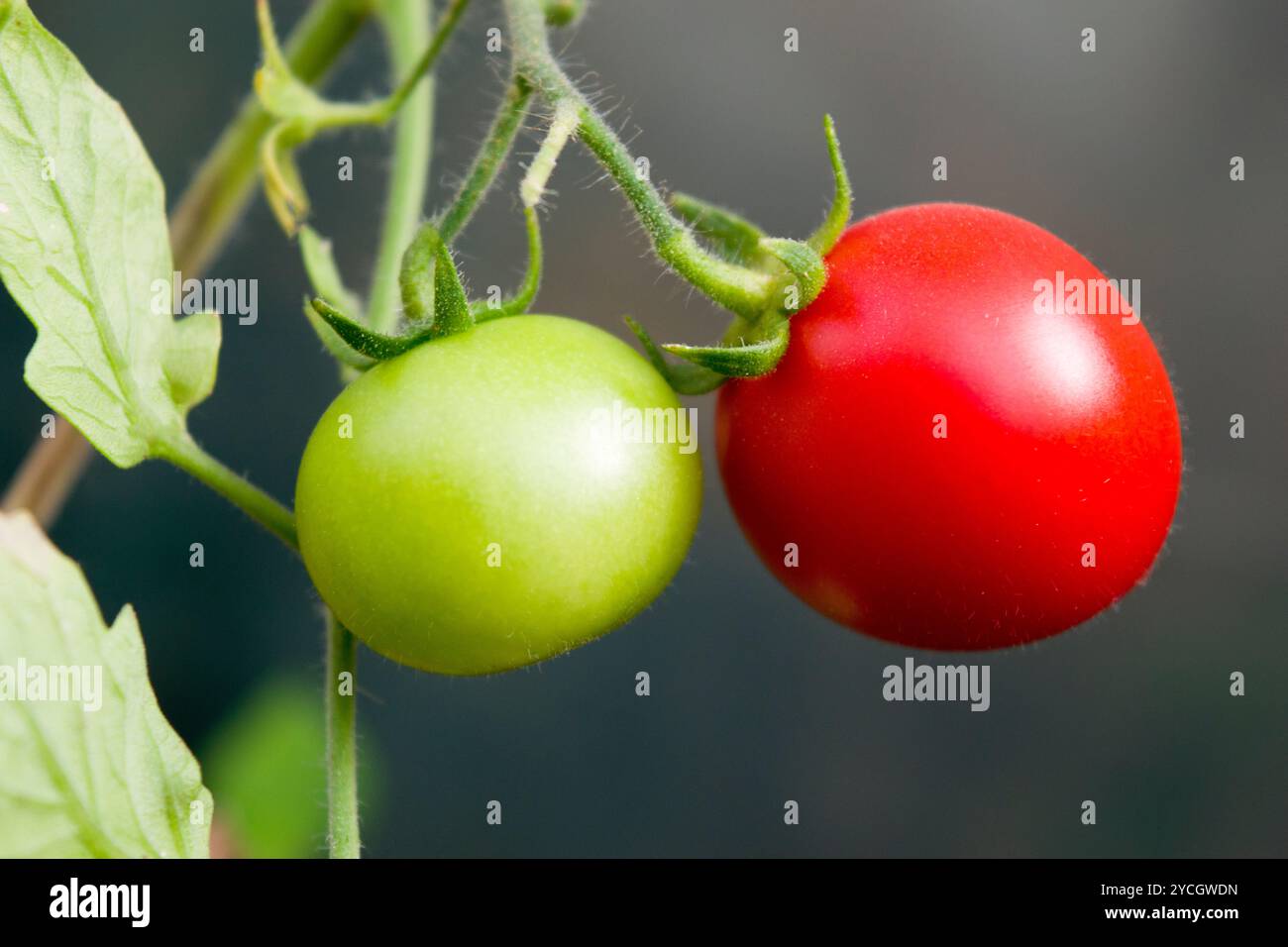 Foto ravvicinata di due piccoli pomodori che crescono su una pianta di pomodoro nella serra: Un piccolo pomodoro ciliegino verde e acerrimo e un pomodoro ciliegino rosso maturo. Foto Stock