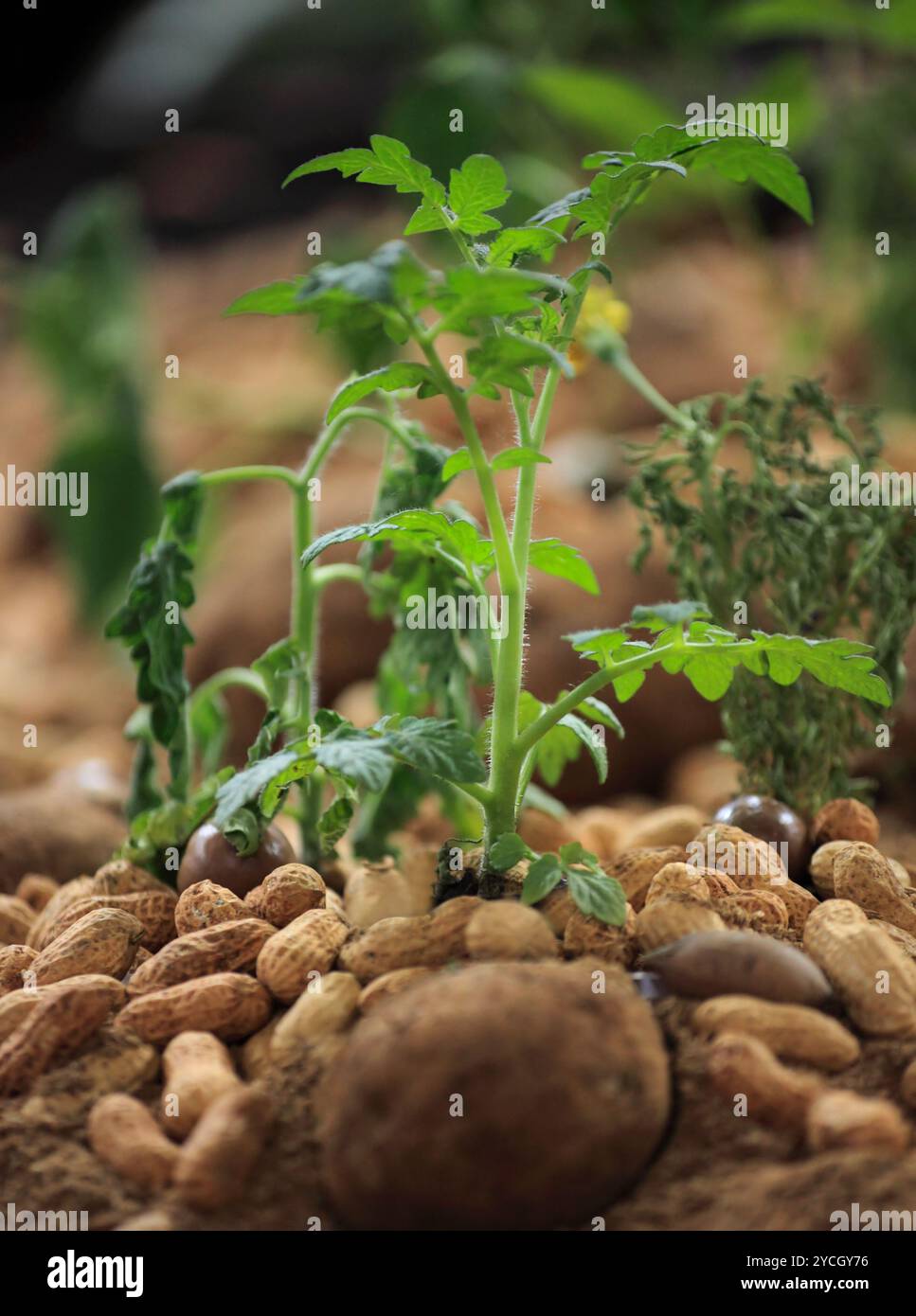 Una giovane pianta di arachidi (Arachis ipogaea) che cresce. Le arachidi sono un legume della famiglia dei fagioli (Fabaceae). Hanno fiori gialli e steli pelosi. Quando Foto Stock