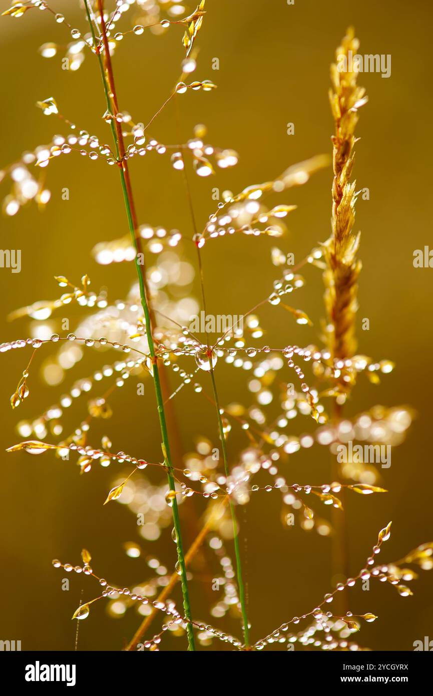 Rugiada di mattina. Fulgido di gocce di acqua sull'erba su golden la luce del sole. Profondità di campo Foto Stock