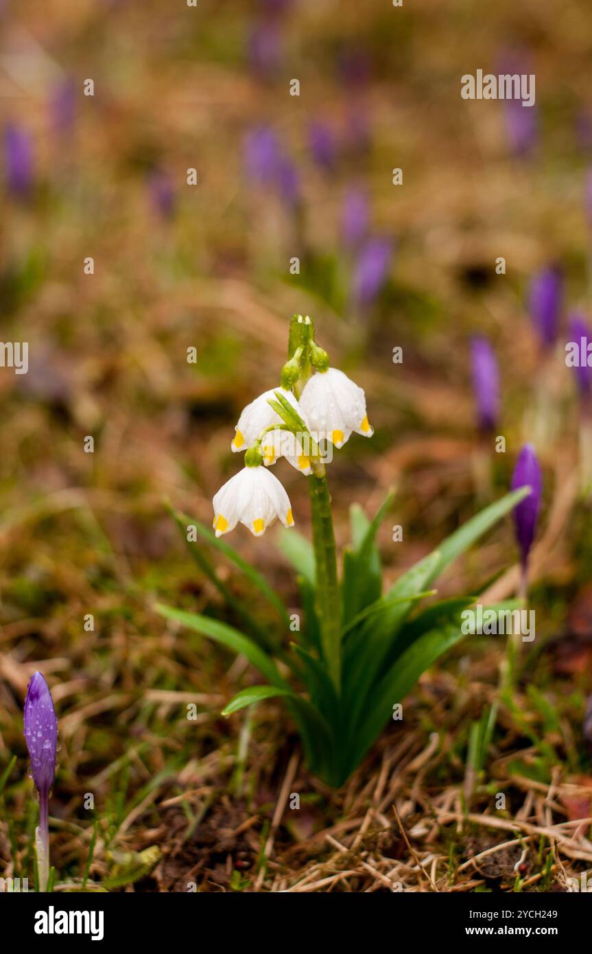 Delicati fiori di neve circondati da vivaci croci nell'abbraccio della natura. Foto Stock