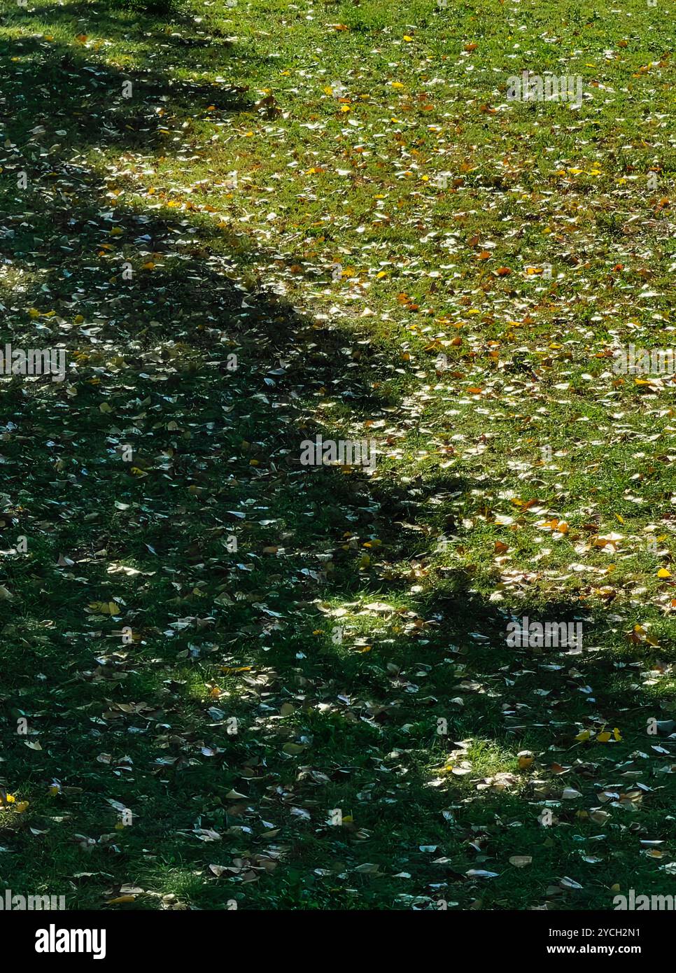 Autunno Ombre: Rami di alberi Casting Patterns on a Grass Field Foto Stock