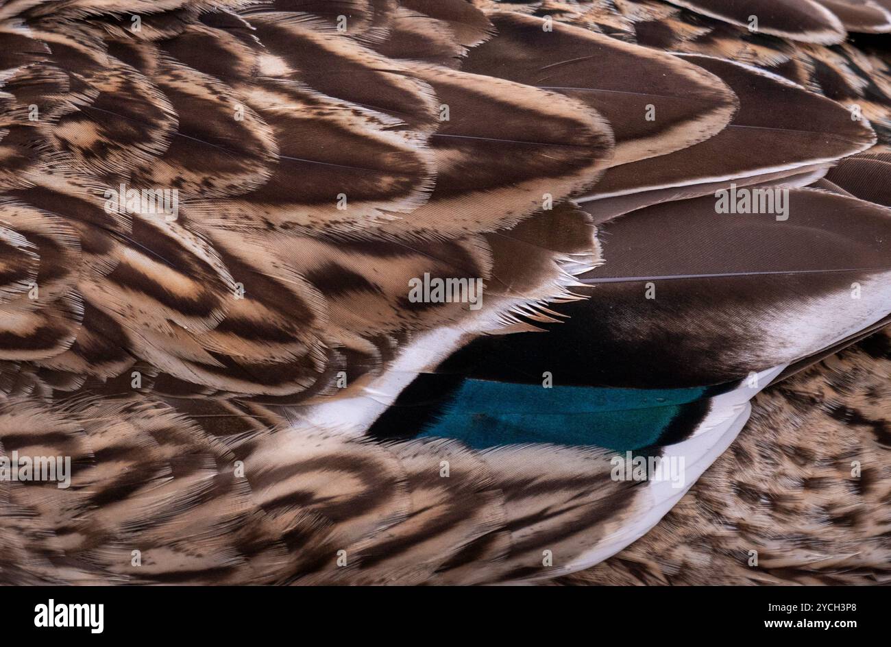 Sfondo animale: Piume di uccelli come sfondo colorato con toni marrone, bianco e verde - parte dell'anatra Foto Stock